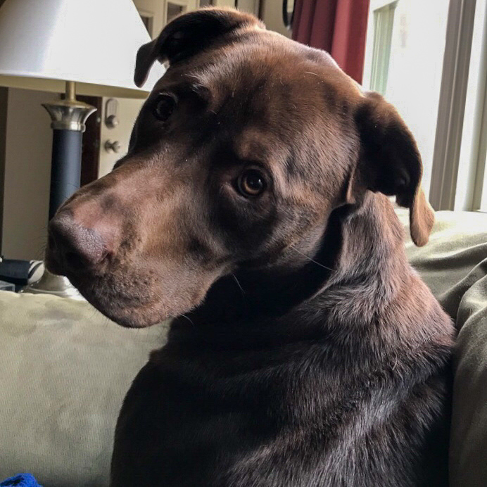 Java the Chocolate Lab